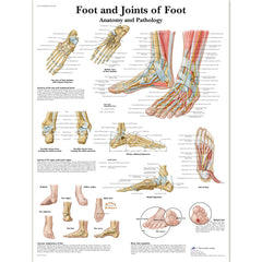 Foot and Joints of Foot Chart