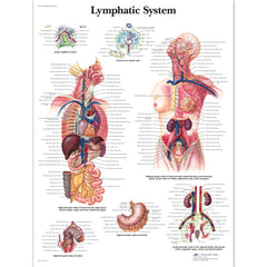 Lymphatic System