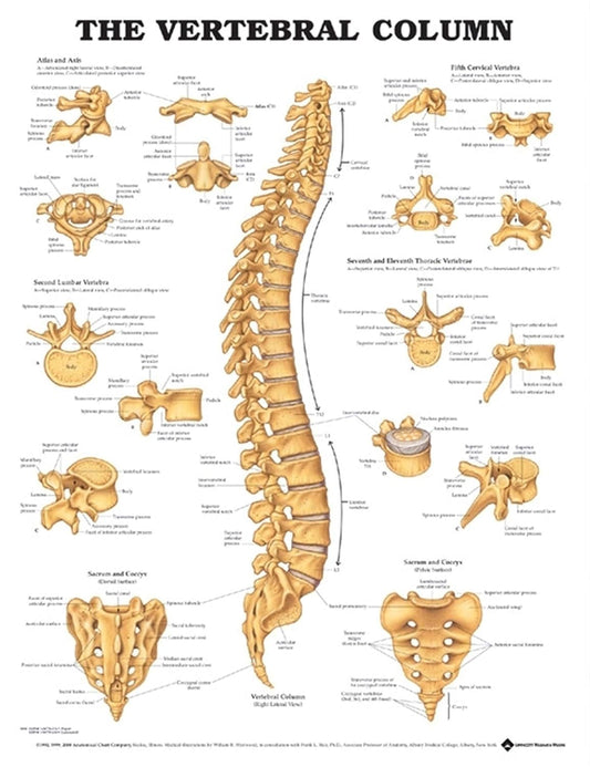 The Vertebral Column