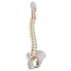 Flexible Spine, Classic, with Male Pelvis - Includes 3B Smart Anatomy